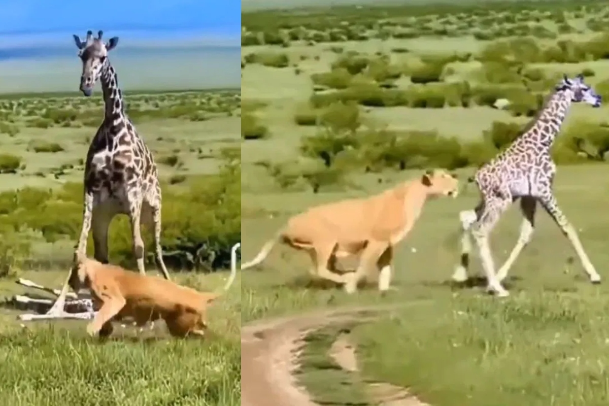 mother giraffe saves her child from lioness