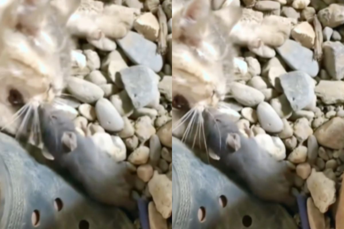 rat and cat