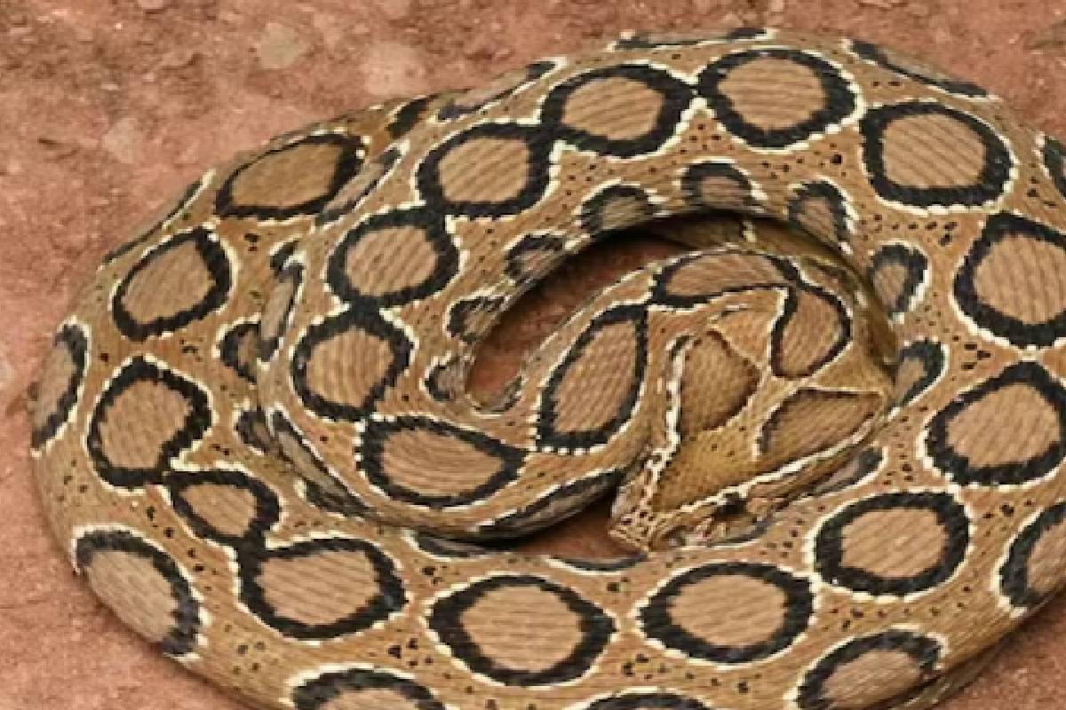 russells viper snake