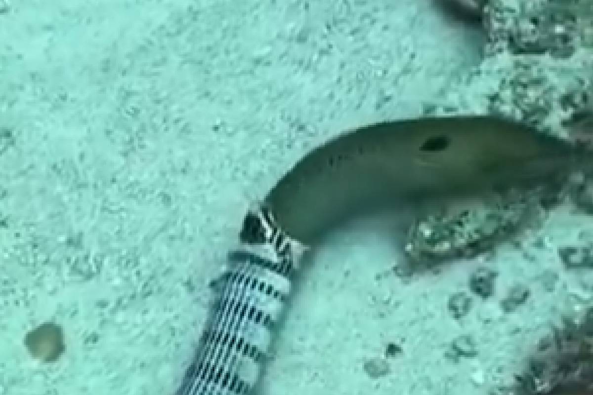 snake vomits up moray eel
