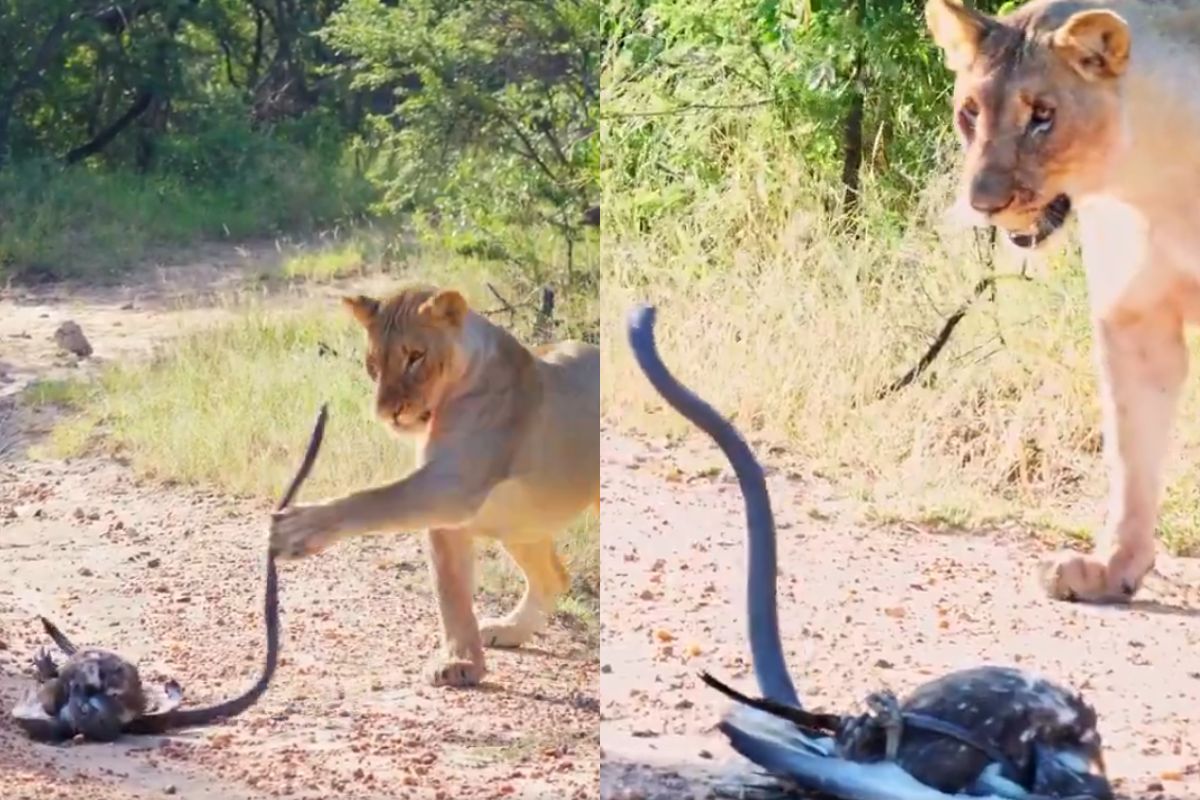 viral video fight between snake eagle and lioness