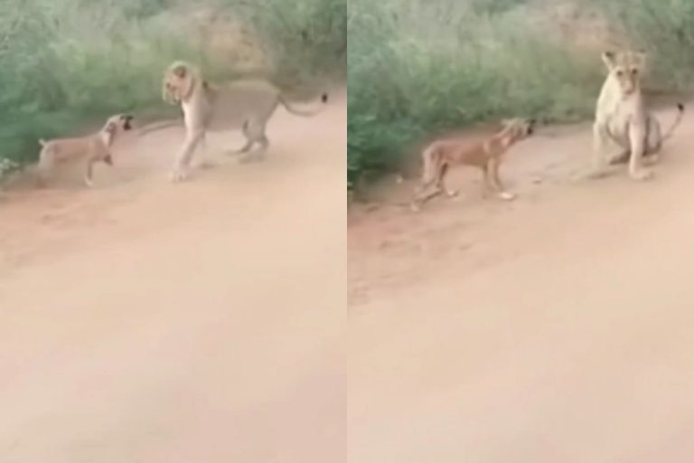 Viral Video: डोगेश भाई के आगे शेरनी की चूं तक नहीं निकली, वीडियो देख रोक नहीं पाएंगे अपनी हंसी