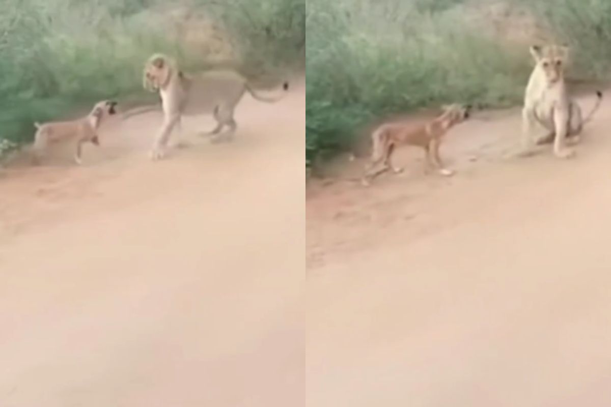 viral video lioness got scared of dog