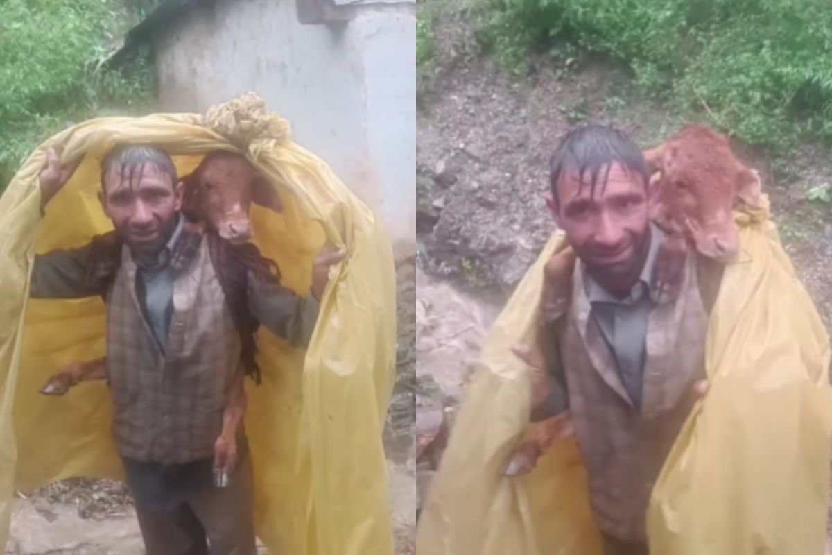 viral video man carries calf on shoulder