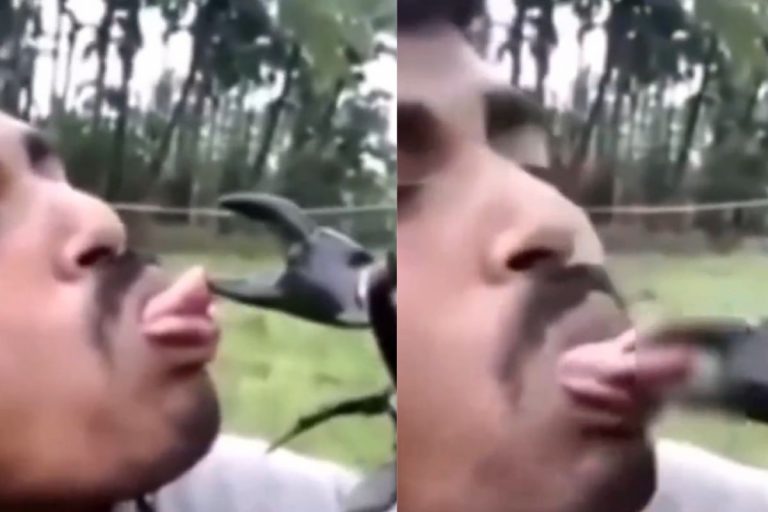 Viral Video: 34 सेकंड का दिल दहला देने वाला वीडियो, केकड़े को Kiss करना युवक को पड़ा भारी