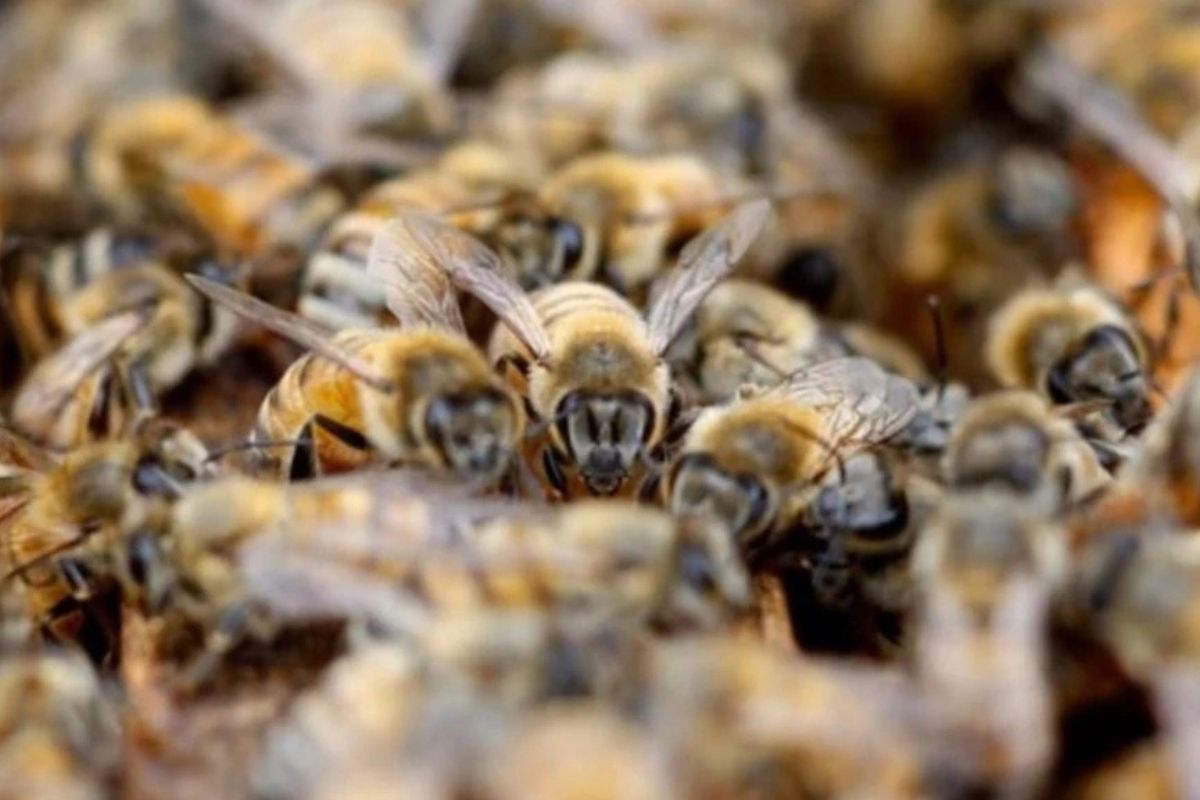 सांकेतिक तस्वीर