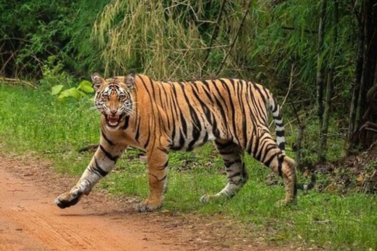बिहार में बाघ का हमला, 500 मीटर दूर जंगल से निकला बाघ… पलक झपकते ही महिला को बनाया शिकार 