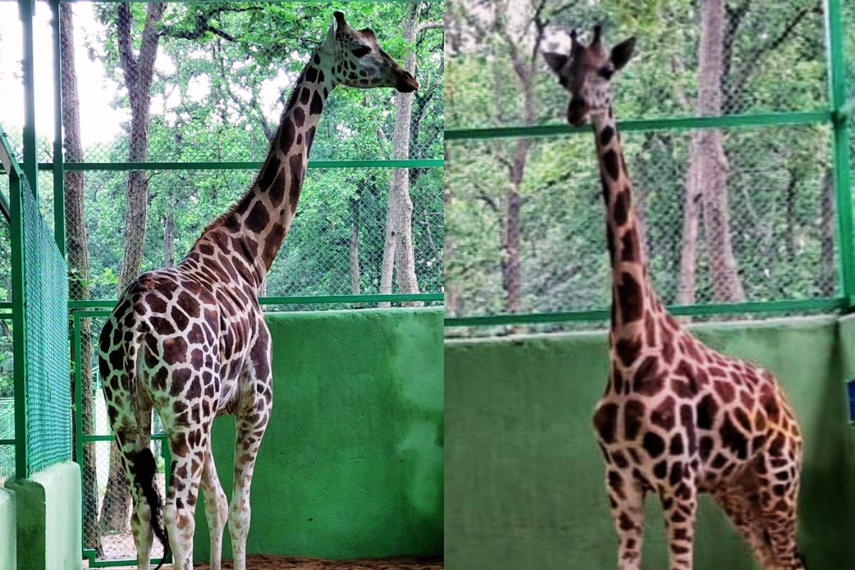 8 अगस्त को कोलकाता से आयी बिरसा जैविक उद्यान की इकलौती मादा जिराफ ‘मिष्टी’ की मौत 1 Birsa Biological Park News Today