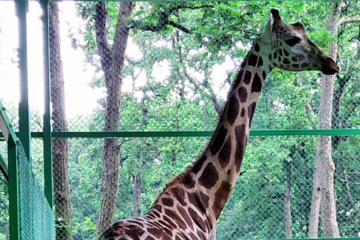 Birsa Biological Park News