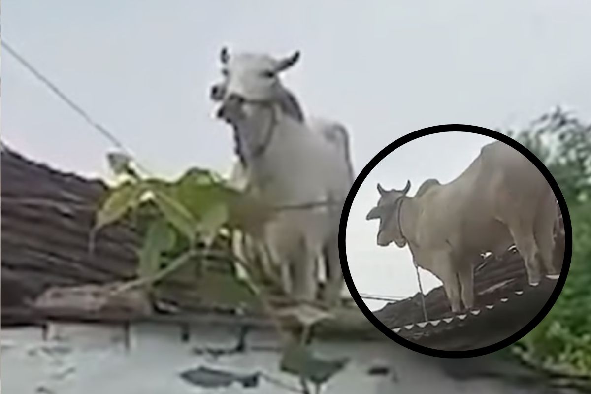 Bull Climbs On Roof Of House
