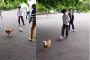 Viral Video: मुर्गे ने फुटबॉल मैदान में मचाई धूम, एक किक से इंटरनेट पर लग गई आग