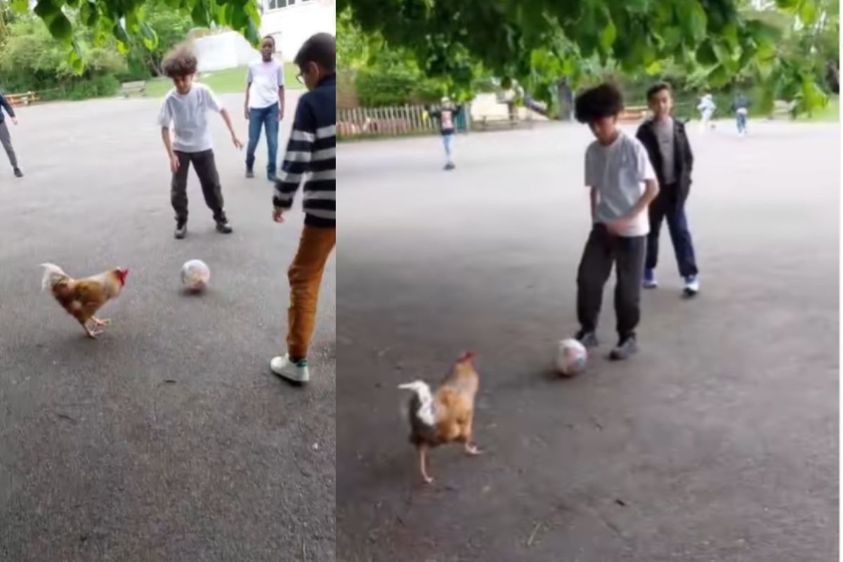 Chicken Football Star