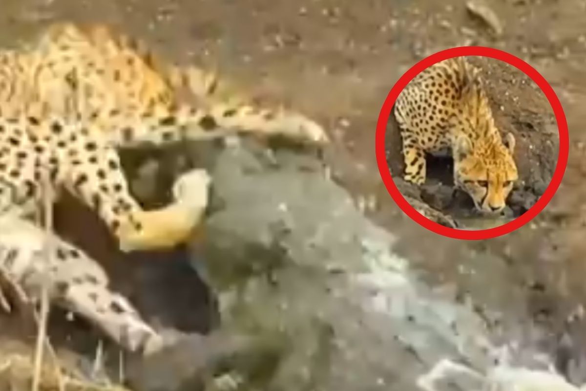 Crocodile attack on cheetah