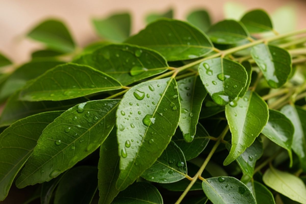 Curry Leaves: स्वाद, खुशबू और सेहत- एक पत्ते में तीन फायदे, जानें इसके बारे में