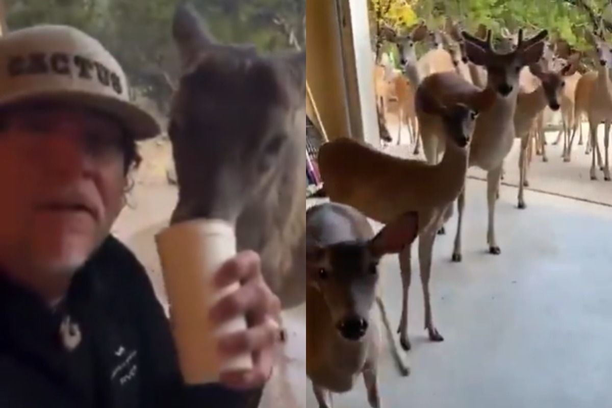 Deer Human Viral Video