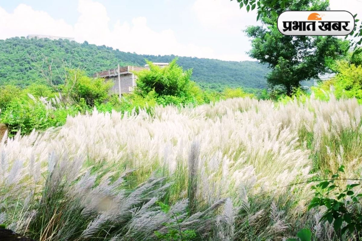 Durga Puja 2025 Kash Flowers Seraikela Kharsawan Jharkhand News