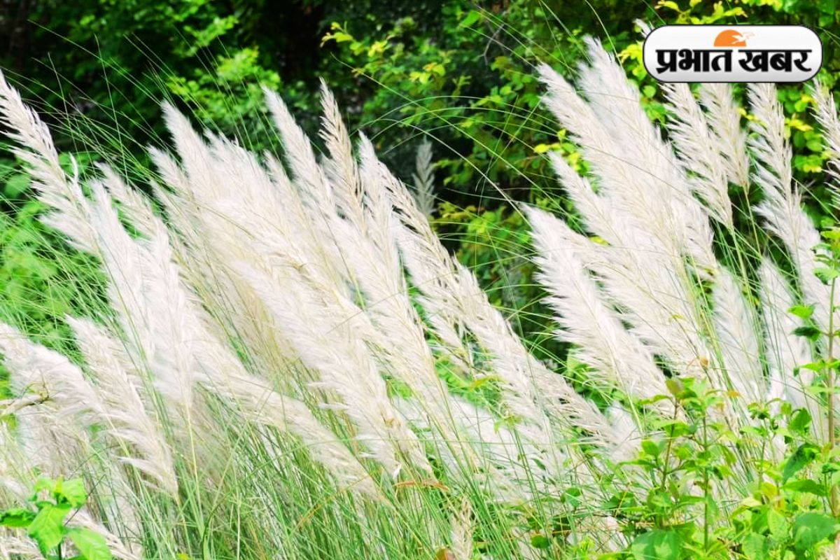 Durga Puja 2025 Kash Flowers Seraikela Kharsawan Jharkhand