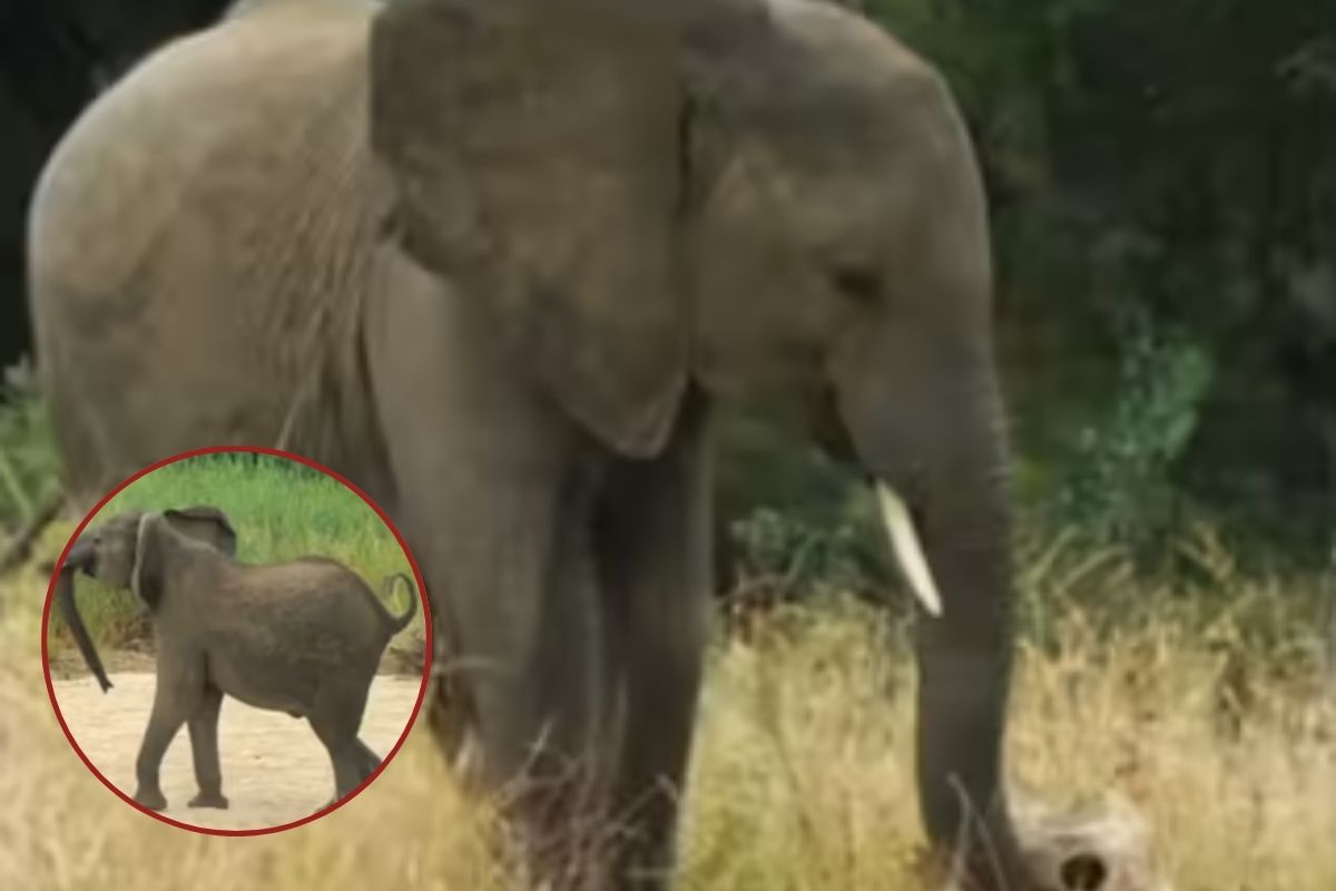 Elephant Heartbreaking Video