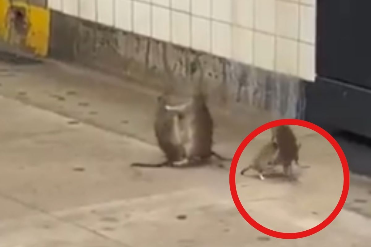 Fight Between Two Rat