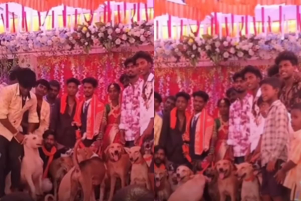 Groom invites street dogs in his wedding Viral Video