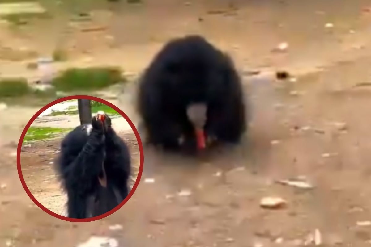 Guy Gives Cold Drink To Bear