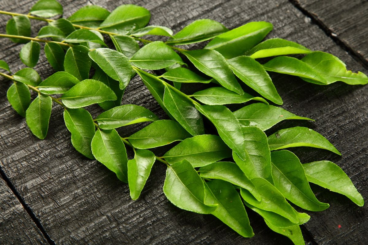 How To Store Curry Leaves