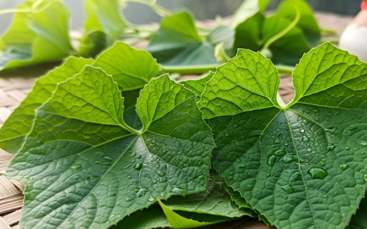 Jitiya Vrat 2025 use of gourd leaves