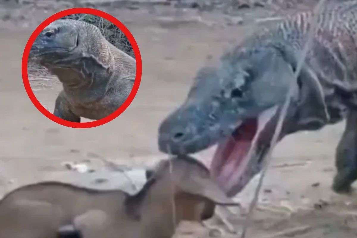 Komodo dragon swallows goat