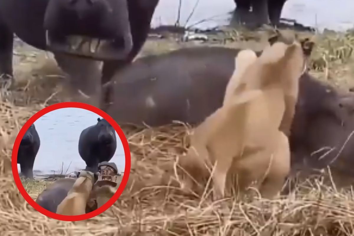 Lion attack on Hippo