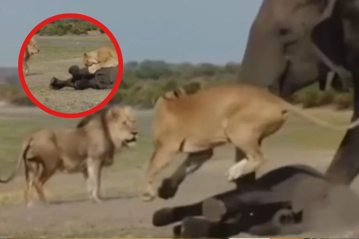 Lioness hunt baby elephant