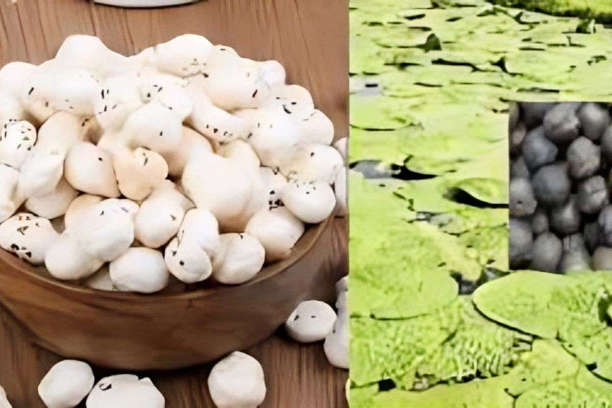 Makhana of Bihar will become the backbone of the economy of six districts