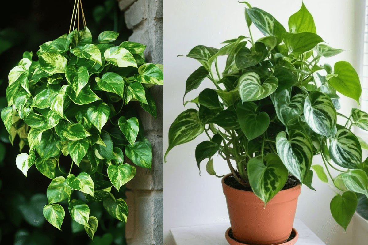 Money Plant Growth Hacks