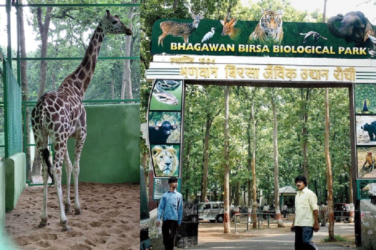 Ormanjhi Zoo Giraffe