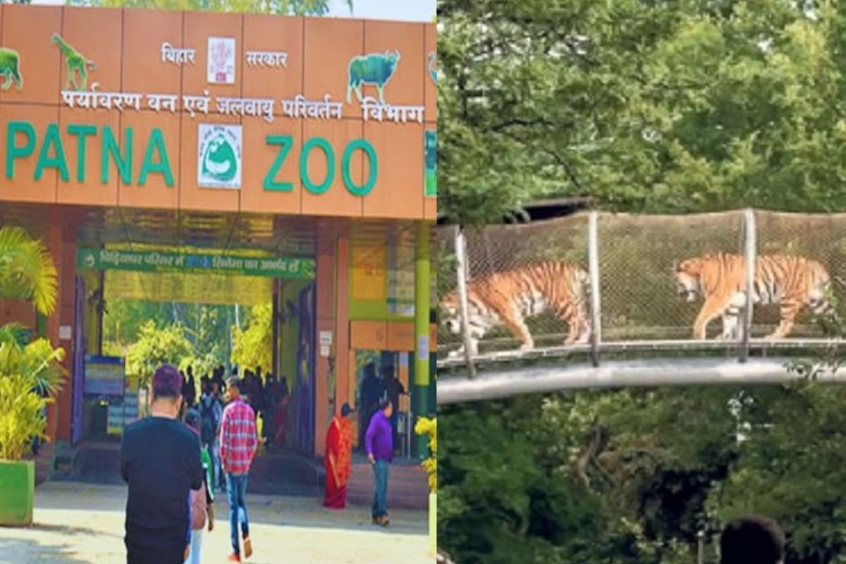 Bihar News Patna Zoo to have glass bridge for tigers and lions