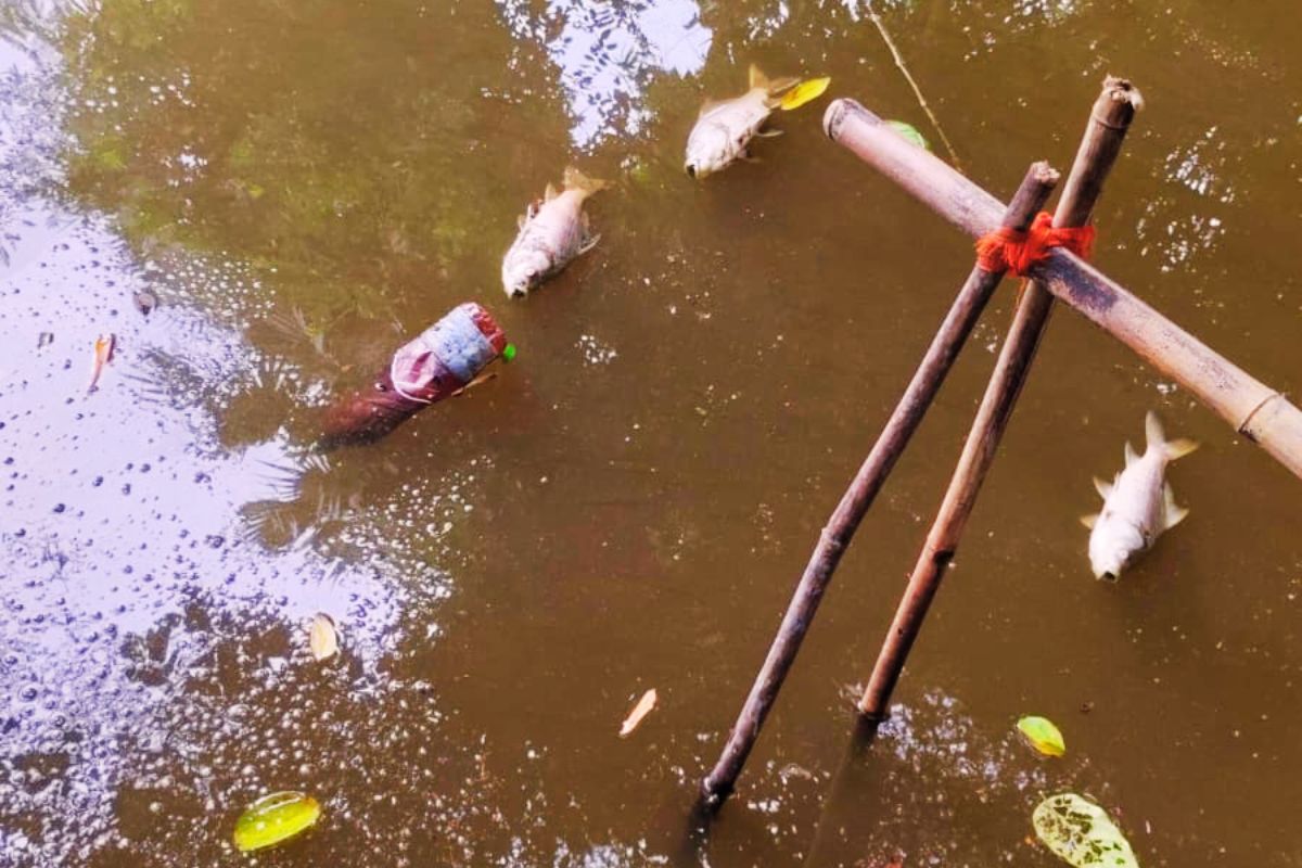 Poision In Pond Of Binod Bihari Mahato Fish Dead Dhanbad News