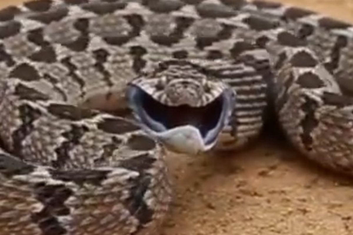 Rattlesnake