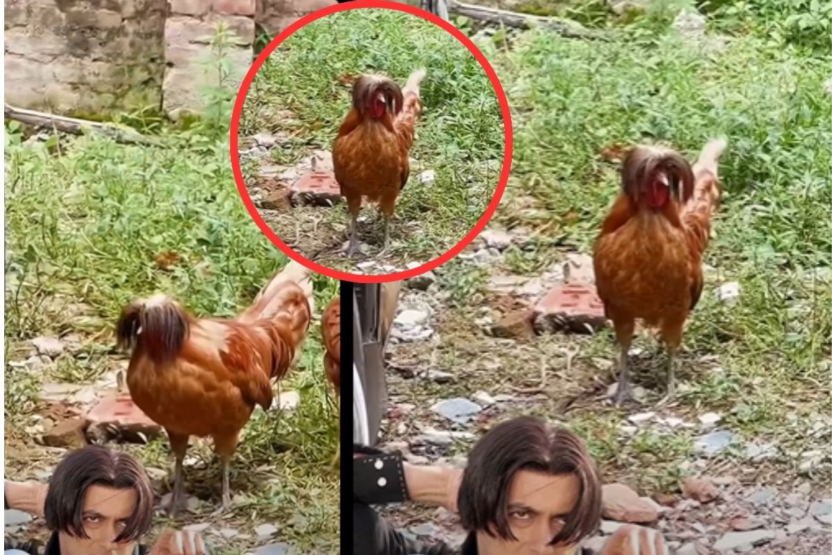Rooster Tere Naam look viral