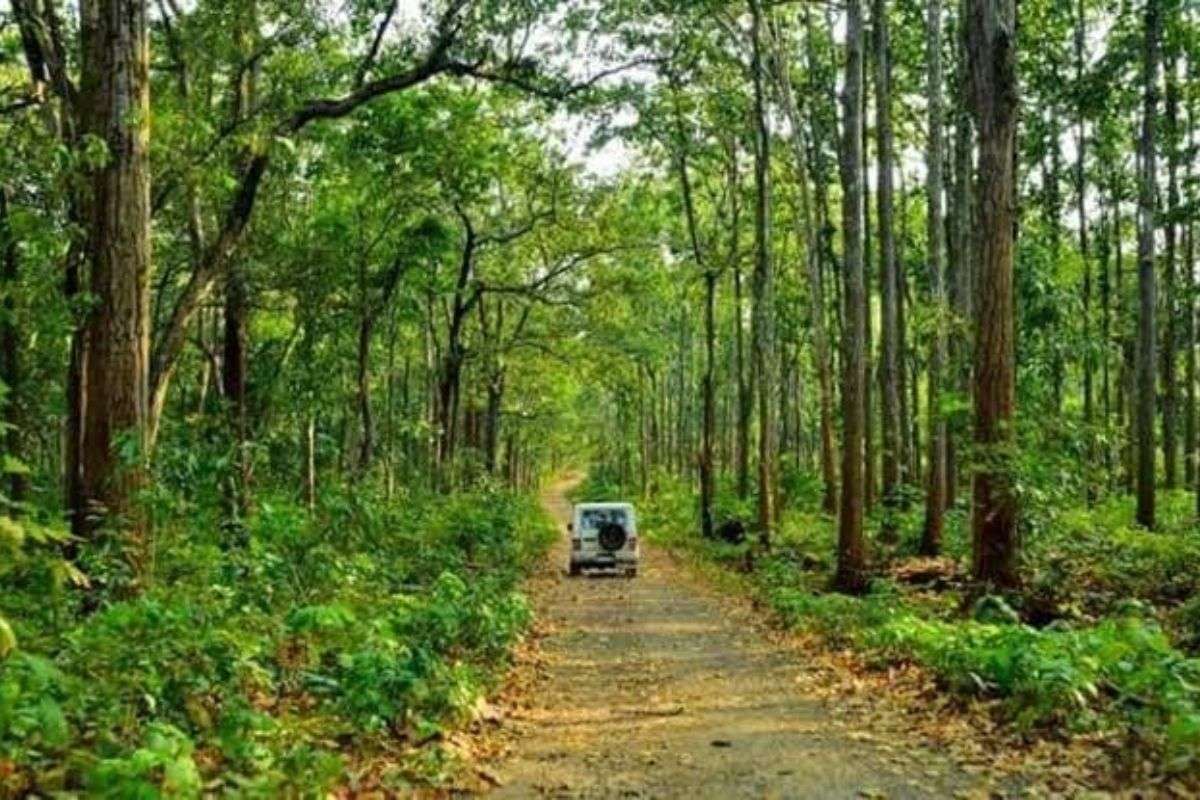 Saranda Jungle West Singhbhum Jharkhand