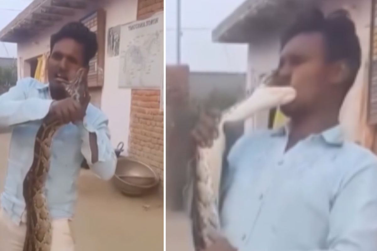 Viral Video python bite man cheek when he try to kiss it