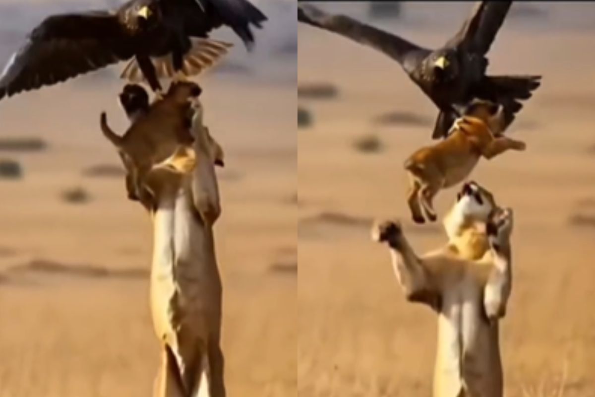 Viral Video eagle grasp lion baby mother teach lesson