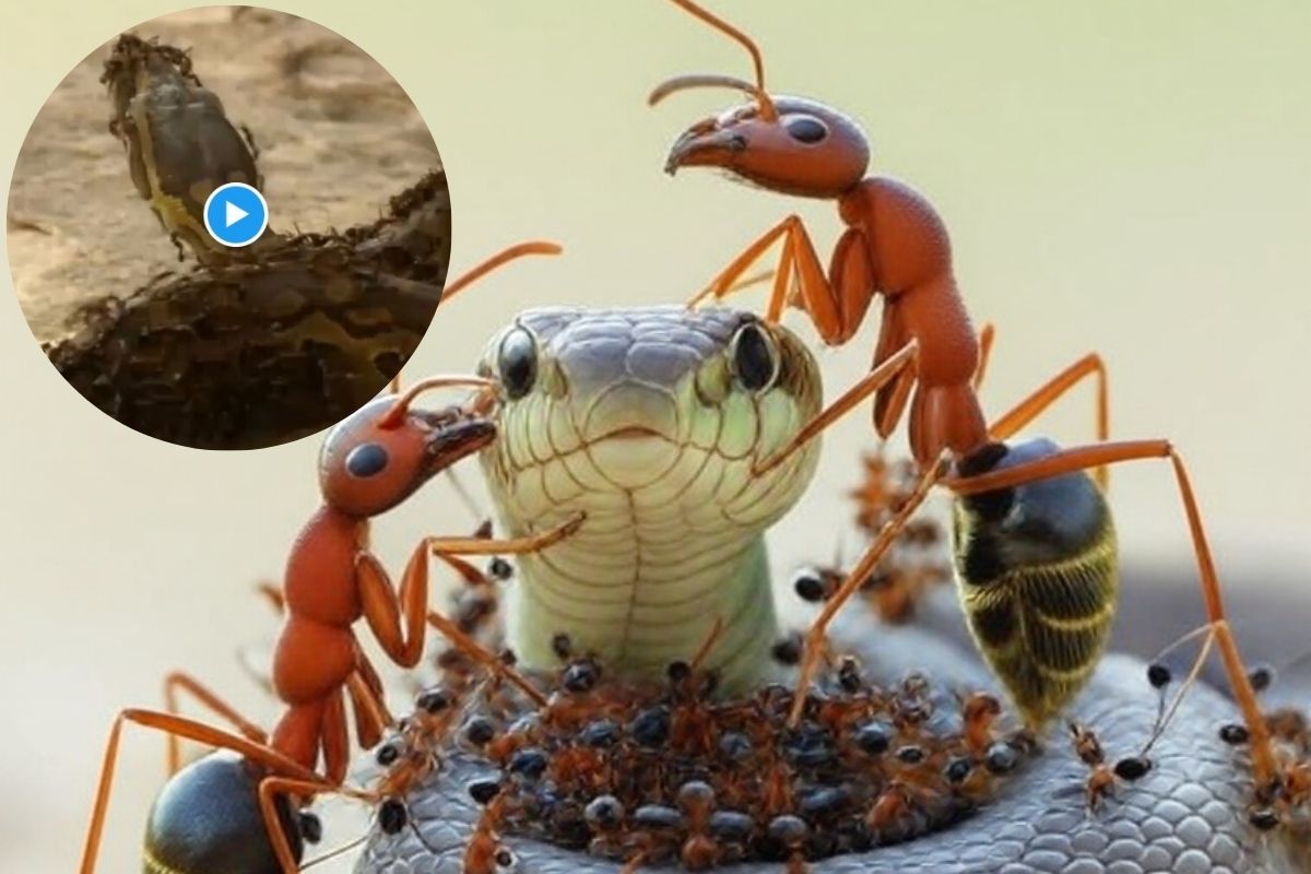 Snake- Ant Fight