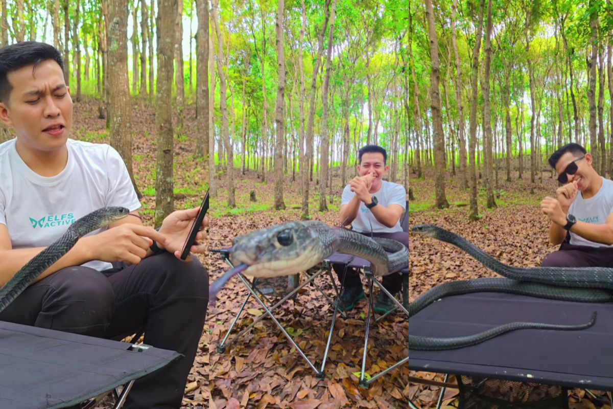 Snake Viral Video Clip