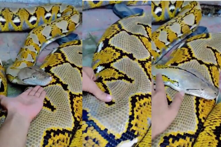 VIRAL VIDEO: इतने बड़े और भयंकर अजगर को बना लिया पालतू, वीडियो देख उड़ जायेंगे आपके होश