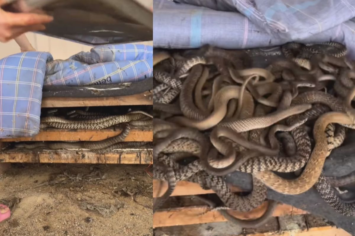 Snake Viral Video clip