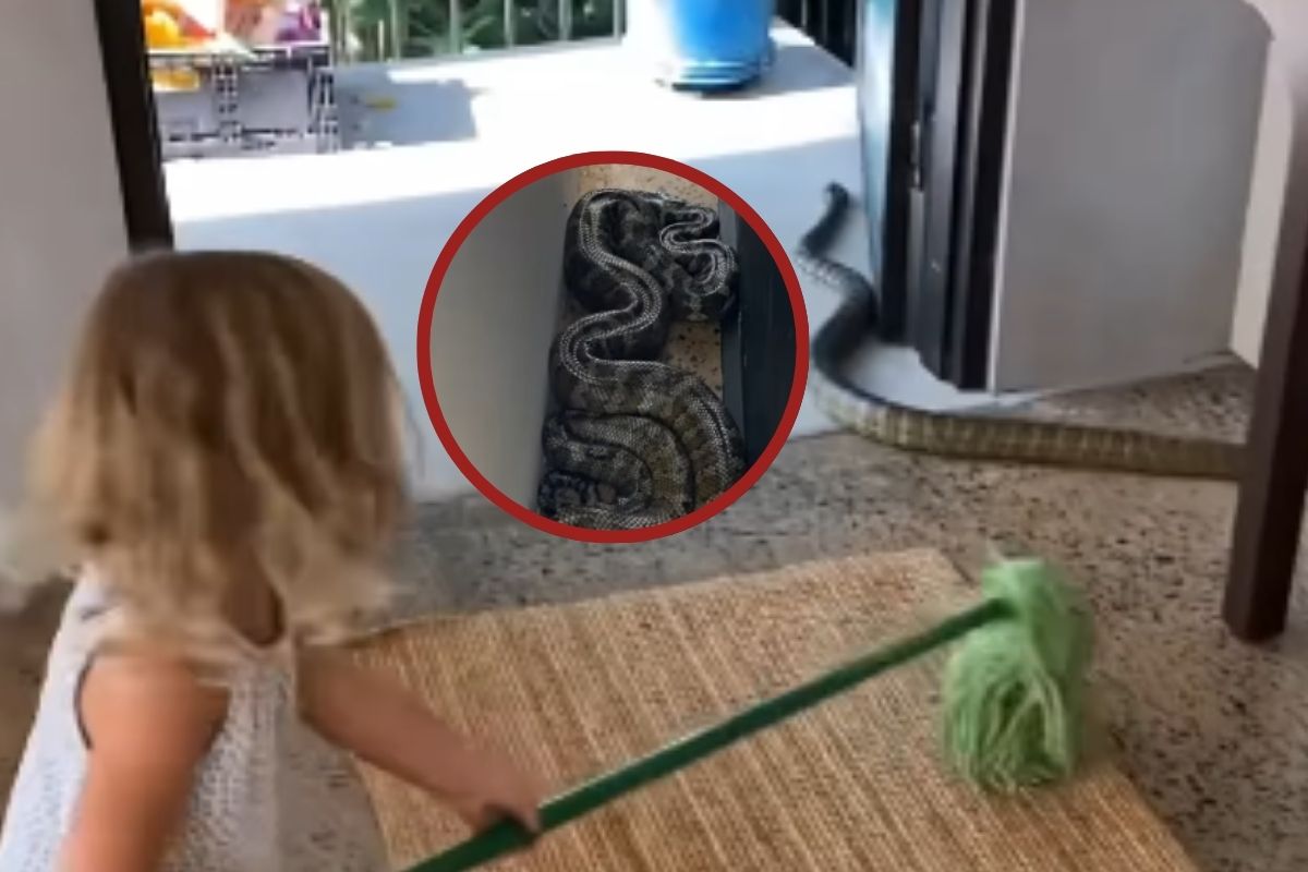 Snake in Home