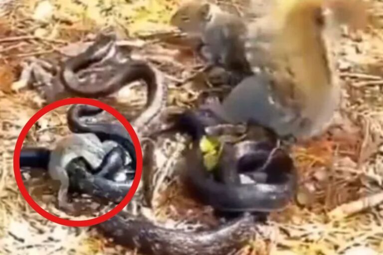 Viral Video : सांप से भिड़ गई गिलहरी, बच्चे के लिए लगा दी जान की बाजी