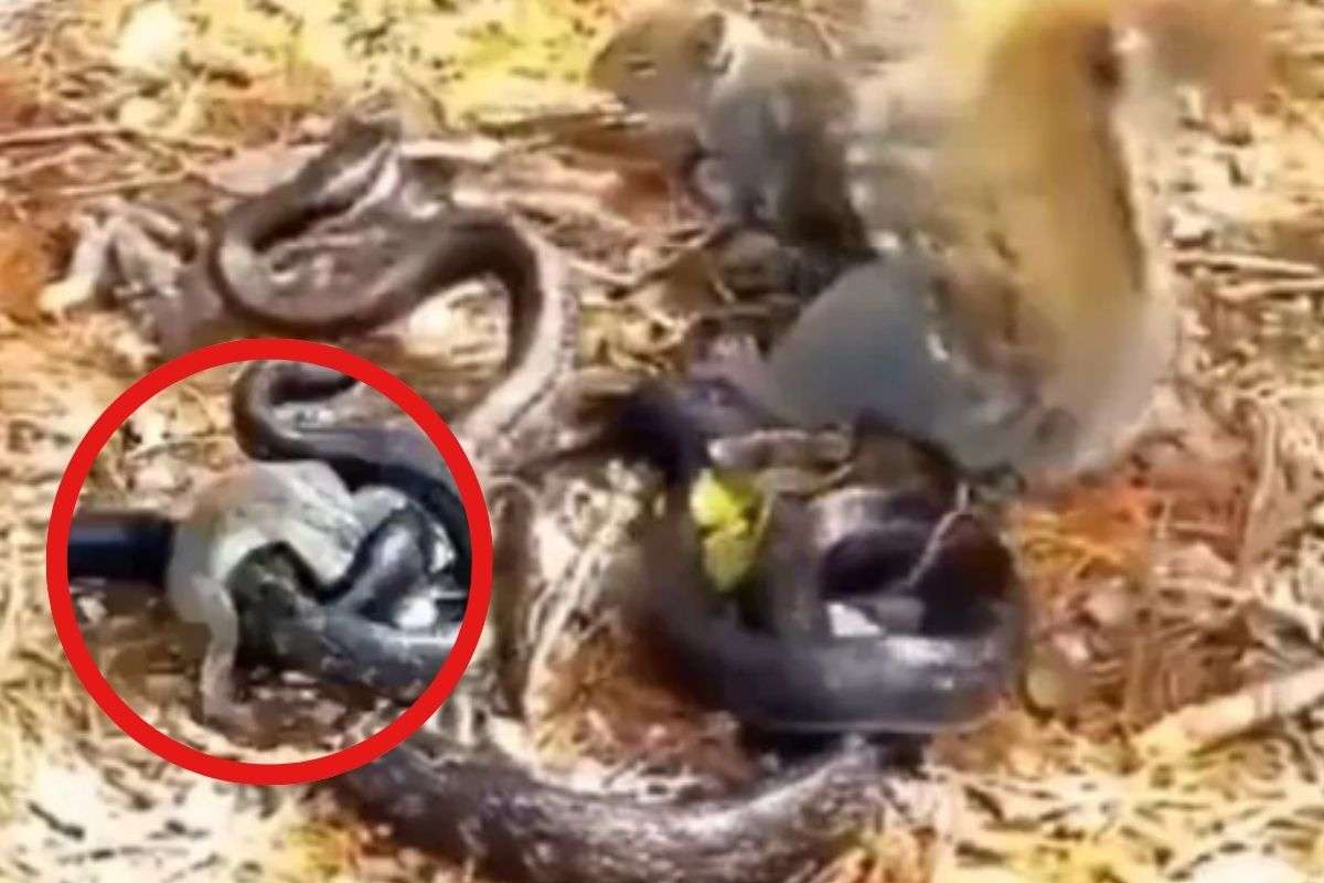 Squirrel fights snake