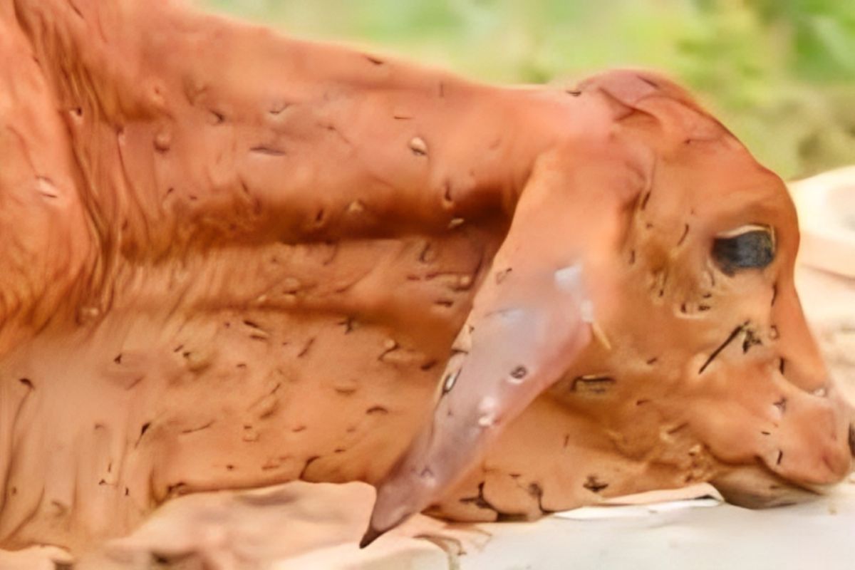 The threat of Lumpi virus increased again in Bihar,
