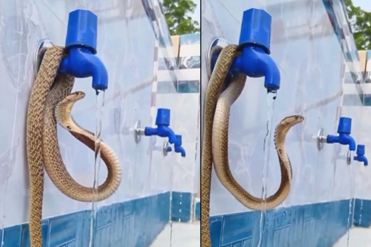 Thirsty Snake Viral Video