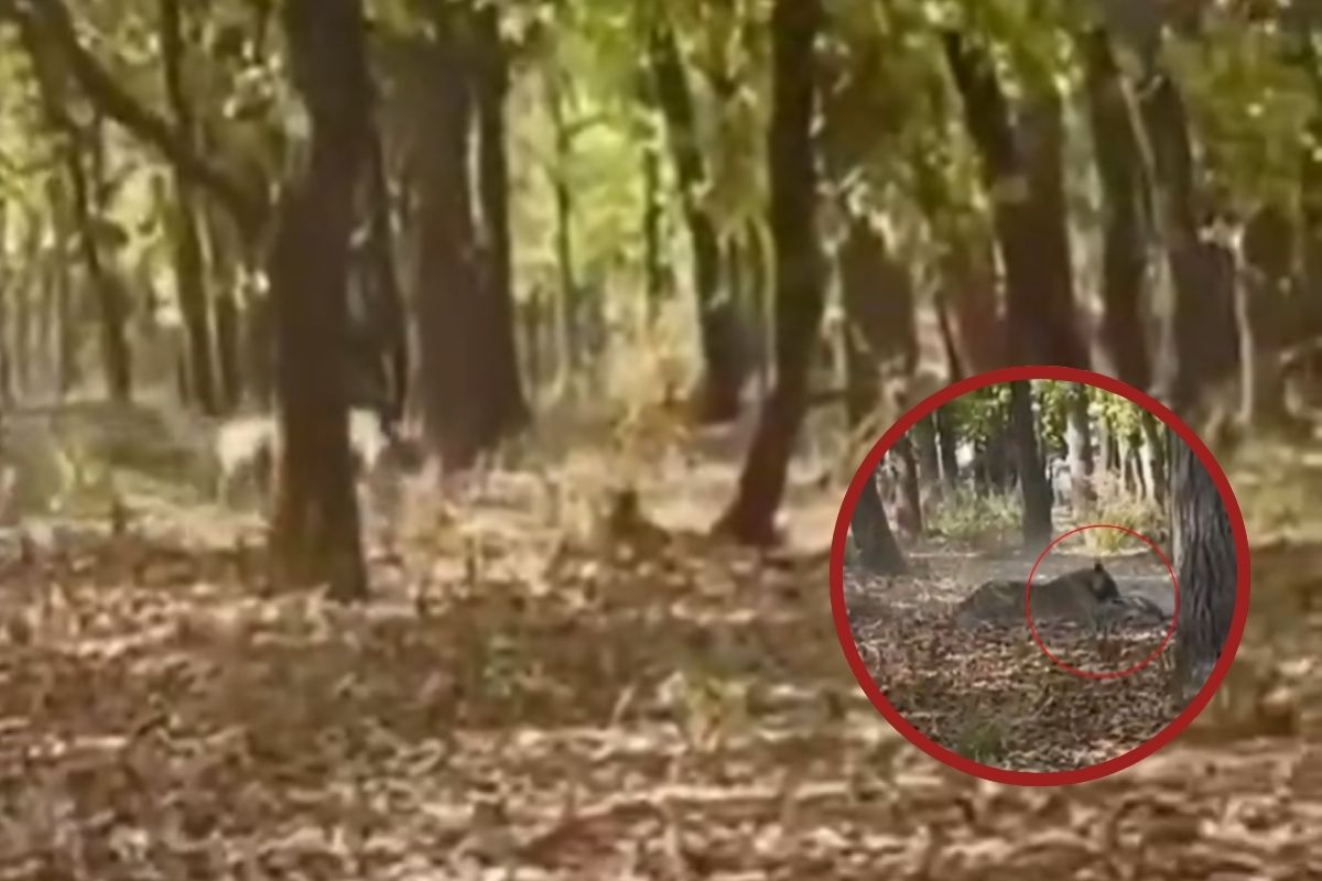 Tiger Chasing And Capturing Deer